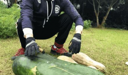 吃瓜南瓜被爆料怎么办,如何应对网络舆论风暴